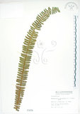 中文名:腎蕨(P001078)學名:Nephrolepis auriculata (L.) Trimen(P001078)中文別名:球蕨英文名:Tuber sword fern