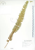 中文名:腎蕨(P001079)學名:Nephrolepis auriculata (L.) Trimen(P001079)中文別名:球蕨英文名:Tuber sword fern