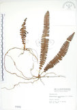 中文名:腎蕨(P001572)學名:Nephrolepis auriculata (L.) Trimen(P001572)中文別名:球蕨英文名:Tuber sword fern
