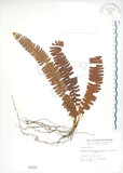 中文名:腎蕨(P001573)學名:Nephrolepis auriculata (L.) Trimen(P001573)中文別名:球蕨英文名:Tuber sword fern