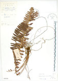中文名:腎蕨(P004344)學名:Nephrolepis auriculata (L.) Trimen(P004344)中文別名:球蕨英文名:Tuber sword fern