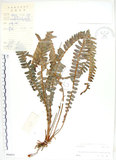 中文名:腎蕨(P004851)學名:Nephrolepis auriculata (L.) Trimen(P004851)中文別名:球蕨英文名:Tuber sword fern