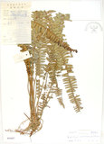 中文名:腎蕨(P005087)學名:Nephrolepis auriculata (L.) Trimen(P005087)中文別名:球蕨英文名:Tuber sword fern