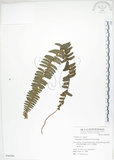 中文名:腎蕨(P006586)學名:Nephrolepis auriculata (L.) Trimen(P006586)中文別名:球蕨英文名:Tuber sword fern