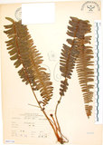 中文名:腎蕨(P007136)學名:Nephrolepis auriculata (L.) Trimen(P007136)中文別名:球蕨英文名:Tuber sword fern