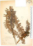 中文名:腎蕨(P007138)學名:Nephrolepis auriculata (L.) Trimen(P007138)中文別名:球蕨英文名:Tuber sword fern