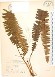 中文名:腎蕨(P007163)學名:Nephrolepis auriculata (L.) Trimen(P007163)中文別名:球蕨英文名:Tuber sword fern