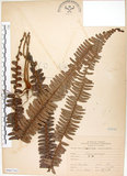 中文名:腎蕨(P007365)學名:Nephrolepis auriculata (L.) Trimen(P007365)中文別名:球蕨英文名:Tuber sword fern