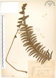 中文名:腎蕨(P007415)學名:Nephrolepis auriculata (L.) Trimen(P007415)中文別名:球蕨英文名:Tuber sword fern
