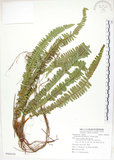 中文名:腎蕨(P008559)學名:Nephrolepis auriculata (L.) Trimen(P008559)中文別名:球蕨英文名:Tuber sword fern