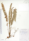 中文名:腎蕨(P008678)學名:Nephrolepis auriculata (L.) Trimen(P008678)中文別名:球蕨英文名:Tuber sword fern