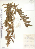 中文名:腎蕨(P008754)學名:Nephrolepis auriculata (L.) Trimen(P008754)中文別名:球蕨英文名:Tuber sword fern