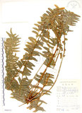 中文名:腎蕨(P008757)學名:Nephrolepis auriculata (L.) Trimen(P008757)中文別名:球蕨英文名:Tuber sword fern