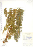 中文名:腎蕨(P009004)學名:Nephrolepis auriculata (L.) Trimen(P009004)中文別名:球蕨英文名:Tuber sword fern