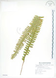 中文名:腎蕨(P009200)學名:Nephrolepis auriculata (L.) Trimen(P009200)中文別名:球蕨英文名:Tuber sword fern
