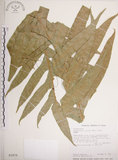 中文名:崖薑蕨(P002979)學名:Pseudodrynaria coronans (Wall.) Ching(P002979)