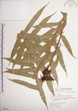 中文名:崖薑蕨(P006550)學名:Pseudodrynaria coronans (Wall.) Ching(P006550)