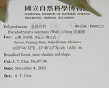中文名:崖薑蕨(P009211)學名:Pseudodrynaria coronans (Wall.) Ching(P009211)