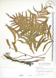 中文名:鐵毛蕨(P000898)學名:Cyclosorus interruptus (Willd.) H. Ito(P000898)