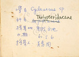中文名:鐵毛蕨(P007122)學名:Cyclosorus interruptus (Willd.) H. Ito(P007122)