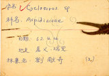 中文名:鐵毛蕨(P007211)學名:Cyclosorus interruptus (Willd.) H. Ito(P007211)