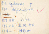 中文名:鐵毛蕨(P007212)學名:Cyclosorus interruptus (Willd.) H. Ito(P007212)
