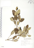 中文名:海茄苳(S003986)學名:Avicennia marina (Forsk.) Vierh.(S003986)中文別名:海茄苳英文名:Black mangrove