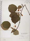 中文名:台灣羊桃(S003283)學名:Actinidia chinensis Planch. var. setosa Li(S003283)英文名:Taiwan actinidia