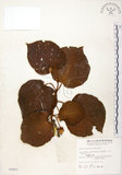 中文名:台灣羊桃(S005807)學名:Actinidia chinensis Planch. var. setosa Li(S005807)英文名:Taiwan actinidia