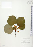 中文名:台灣羊桃(S008020)學名:Actinidia chinensis Planch. var. setosa Li(S008020)英文名:Taiwan actinidia