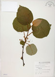 中文名:台灣羊桃(S008021)學名:Actinidia chinensis Planch. var. setosa Li(S008021)英文名:Taiwan actinidia