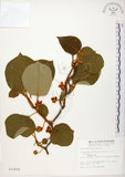 中文名:台灣羊桃(S010699)學名:Actinidia chinensis Planch. var. setosa Li(S010699)英文名:Taiwan actinidia