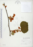 中文名:台灣羊桃(S010700)學名:Actinidia chinensis Planch. var. setosa Li(S010700)英文名:Taiwan actinidia
