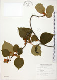 中文名:台灣羊桃(S010701)學名:Actinidia chinensis Planch. var. setosa Li(S010701)英文名:Taiwan actinidia