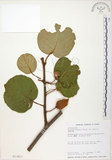 中文名:台灣羊桃(S013817)學名:Actinidia chinensis Planch. var. setosa Li(S013817)英文名:Taiwan actinidia