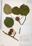 中文名:台灣羊桃(S014011)學名:Actinidia chinensis Planch. var. setosa Li(S014011)英文名:Taiwan actinidia