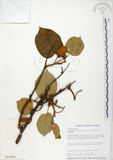 中文名:台灣羊桃(S014026)學名:Actinidia chinensis Planch. var. setosa Li(S014026)英文名:Taiwan actinidia