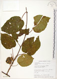 中文名:台灣羊桃(S017597)學名:Actinidia chinensis Planch. var. setosa Li(S017597)英文名:Taiwan actinidia