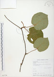 中文名:台灣羊桃(S017736)學名:Actinidia chinensis Planch. var. setosa Li(S017736)英文名:Taiwan actinidia