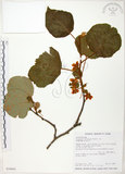 中文名:台灣羊桃(S034045)學名:Actinidia chinensis Planch. var. setosa Li(S034045)英文名:Taiwan actinidia