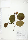 中文名:台灣羊桃(S034167)學名:Actinidia chinensis Planch. var. setosa Li(S034167)英文名:Taiwan actinidia