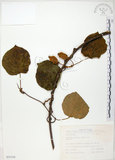 中文名:台灣羊桃(S035318)學名:Actinidia chinensis Planch. var. setosa Li(S035318)英文名:Taiwan actinidia