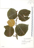 中文名:台灣羊桃(S036946)學名:Actinidia chinensis Planch. var. setosa Li(S036946)英文名:Taiwan actinidia