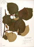 中文名:台灣羊桃(S046502)學名:Actinidia chinensis Planch. var. setosa Li(S046502)英文名:Taiwan actinidia