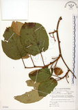 中文名:台灣羊桃(S054005)學名:Actinidia chinensis Planch. var. setosa Li(S054005)英文名:Taiwan actinidia