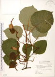 中文名:台灣羊桃(S069465)學名:Actinidia chinensis Planch. var. setosa Li(S069465)英文名:Taiwan actinidia