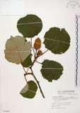 中文名:台灣羊桃(S074439)學名:Actinidia chinensis Planch. var. setosa Li(S074439)英文名:Taiwan actinidia