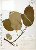 中文名:台灣羊桃(S075316)學名:Actinidia chinensis Planch. var. setosa Li(S075316)英文名:Taiwan actinidia