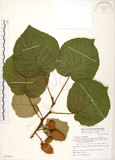 中文名:台灣羊桃(S077072)學名:Actinidia chinensis Planch. var. setosa Li(S077072)英文名:Taiwan actinidia