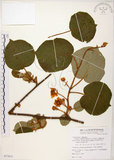 中文名:台灣羊桃(S077813)學名:Actinidia chinensis Planch. var. setosa Li(S077813)英文名:Taiwan actinidia